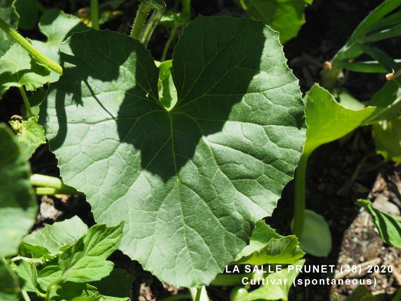 Melon leaf